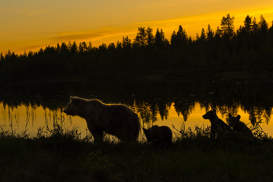 Bear family at the lake